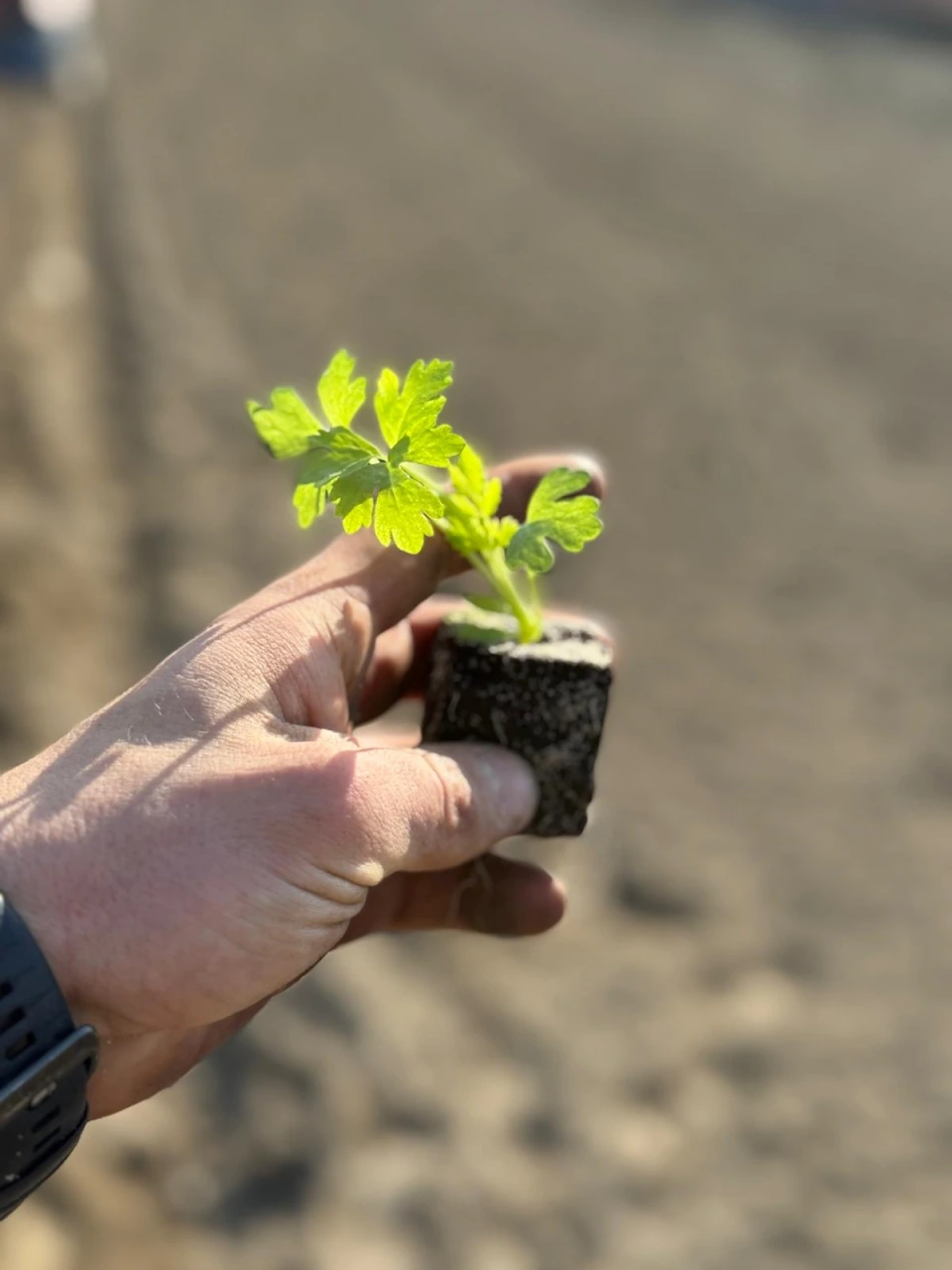 Jungpflanze mit Erdballen in einer Hand