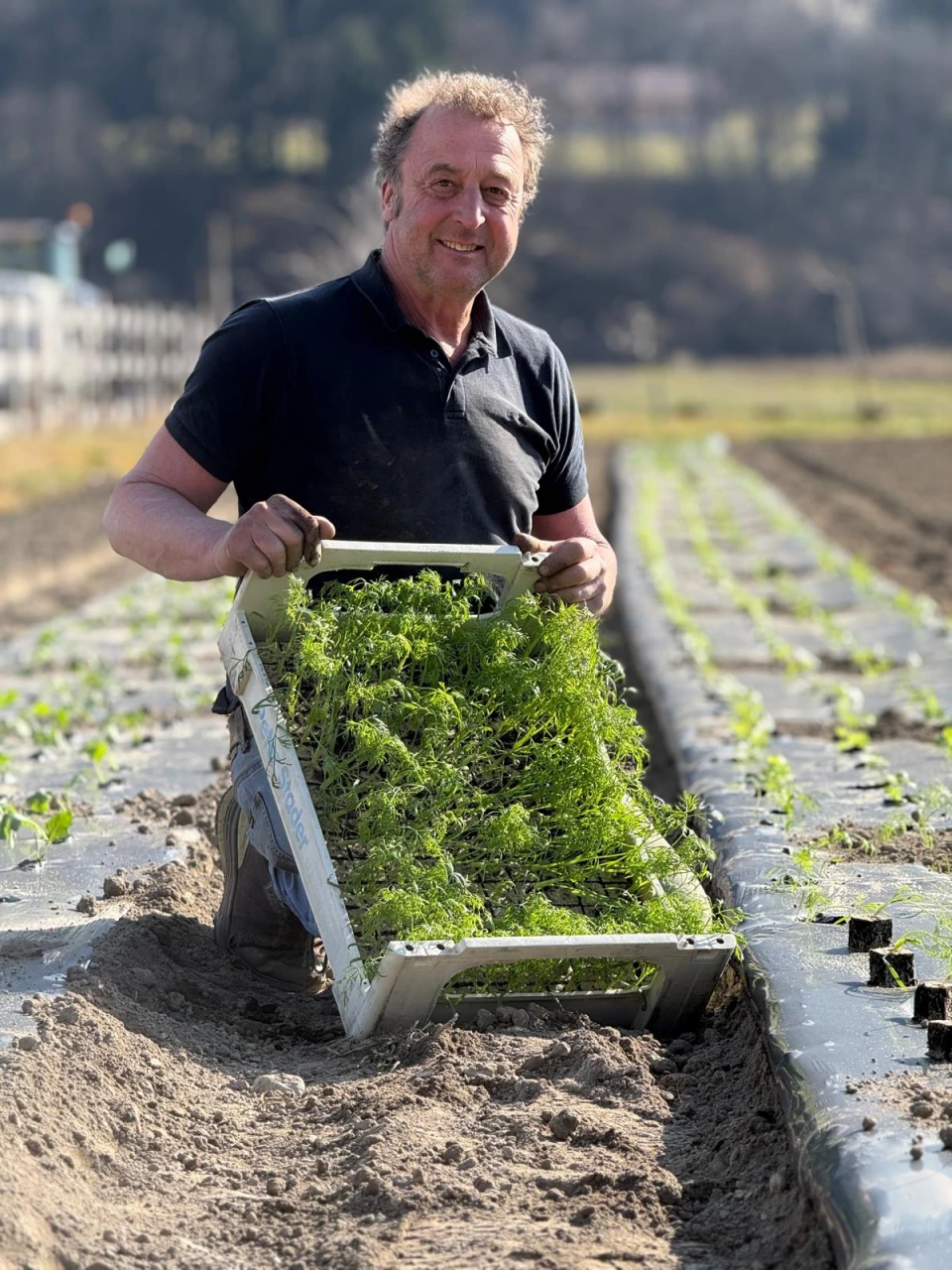 Mann mit einer Kiste Jungpflanzen auf dem Feld