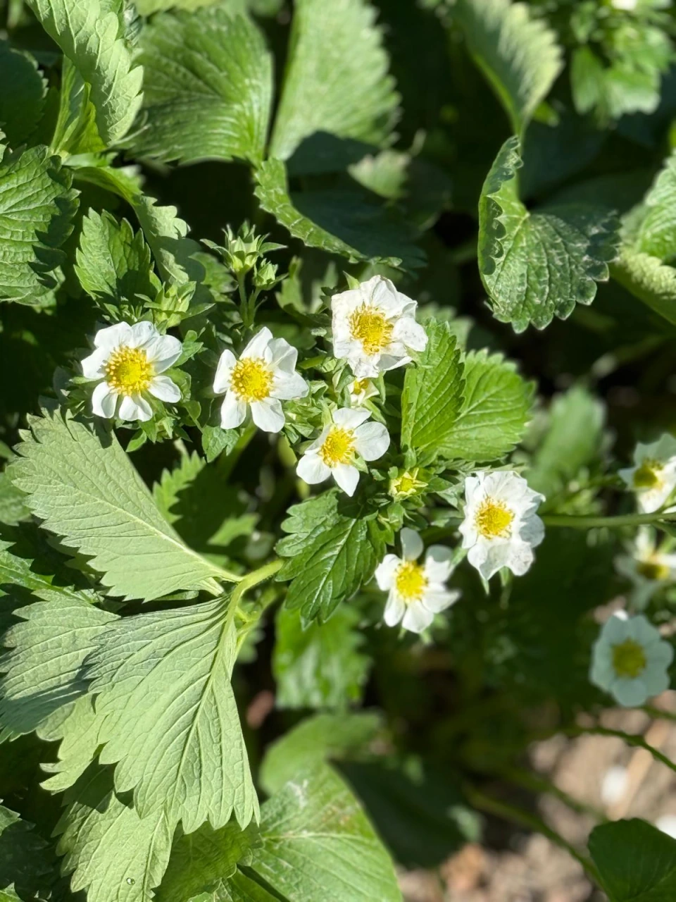 Weiße Erdbeerblüten zwischen grünen Blättern