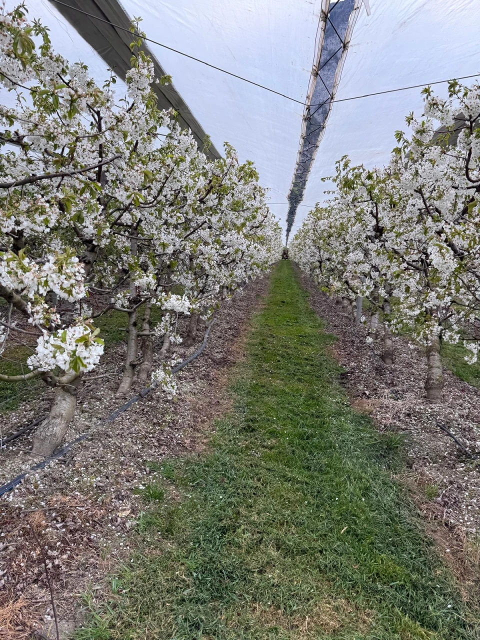 Blühende Obstbäume unter einer Schutzüberdachung