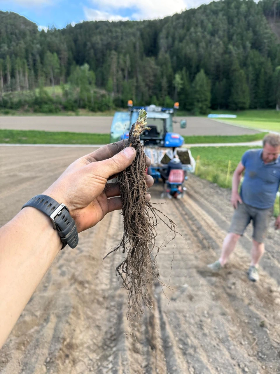 Jungpflanze mit langen Wurzeln in einer Hand