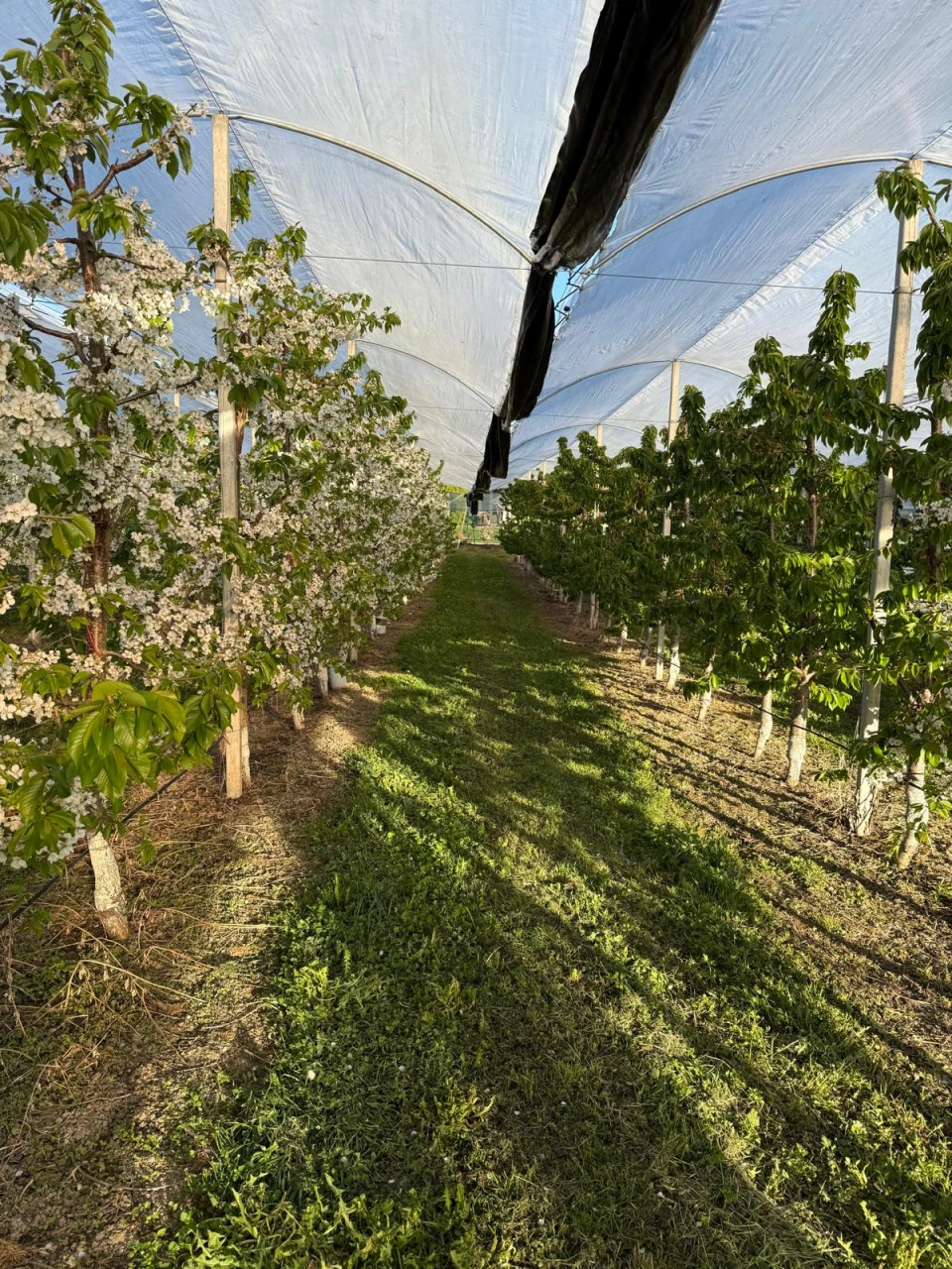 Sonnenlicht zwischen überdachten Obstbaumreihen