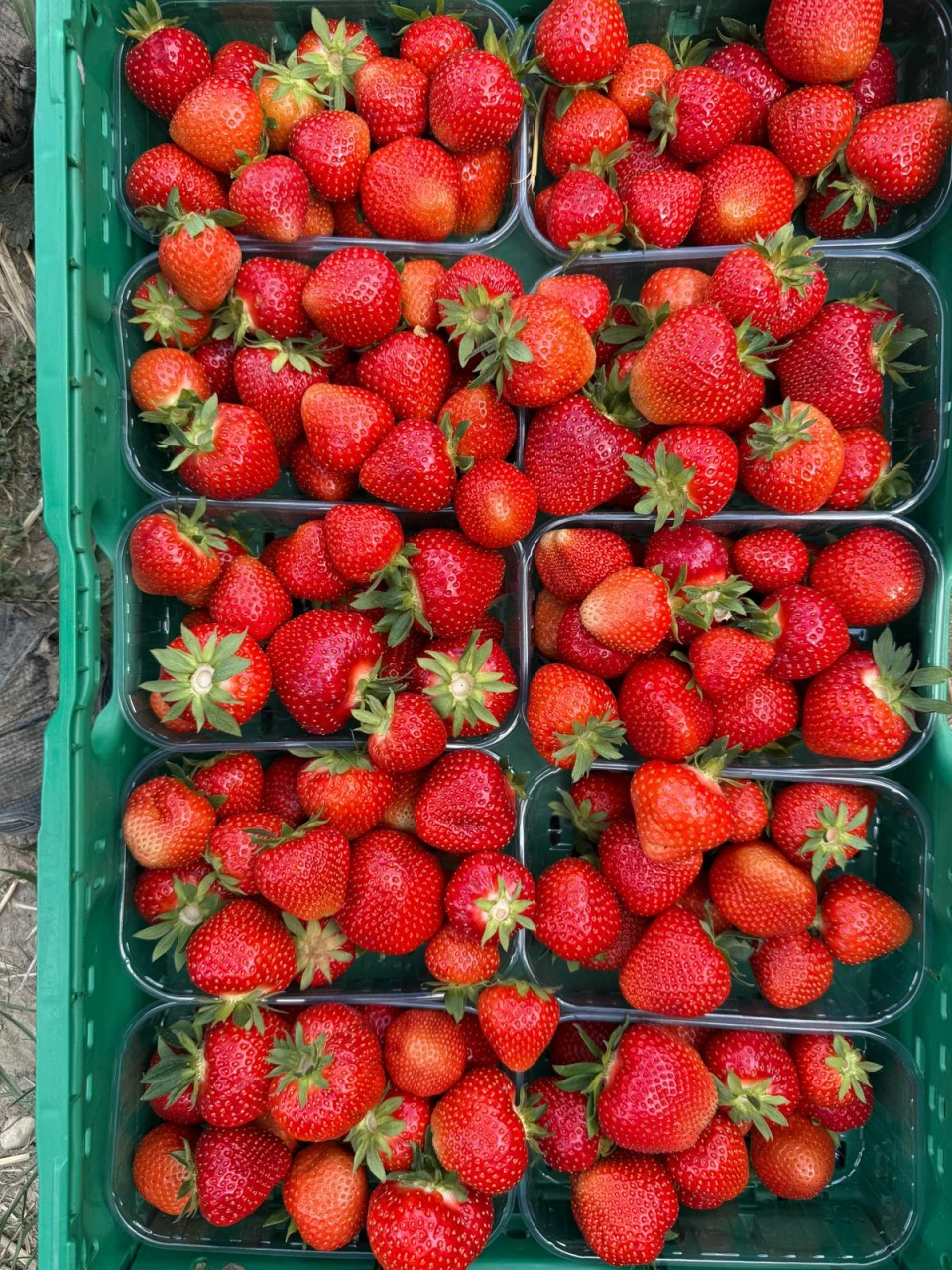 Eine Kiste voller geernteter Erdbeeren