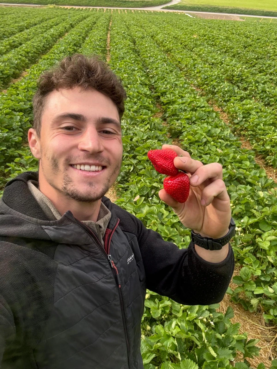 Mann mit zwei Erdbeeren vor dem Erdbeerfeld
