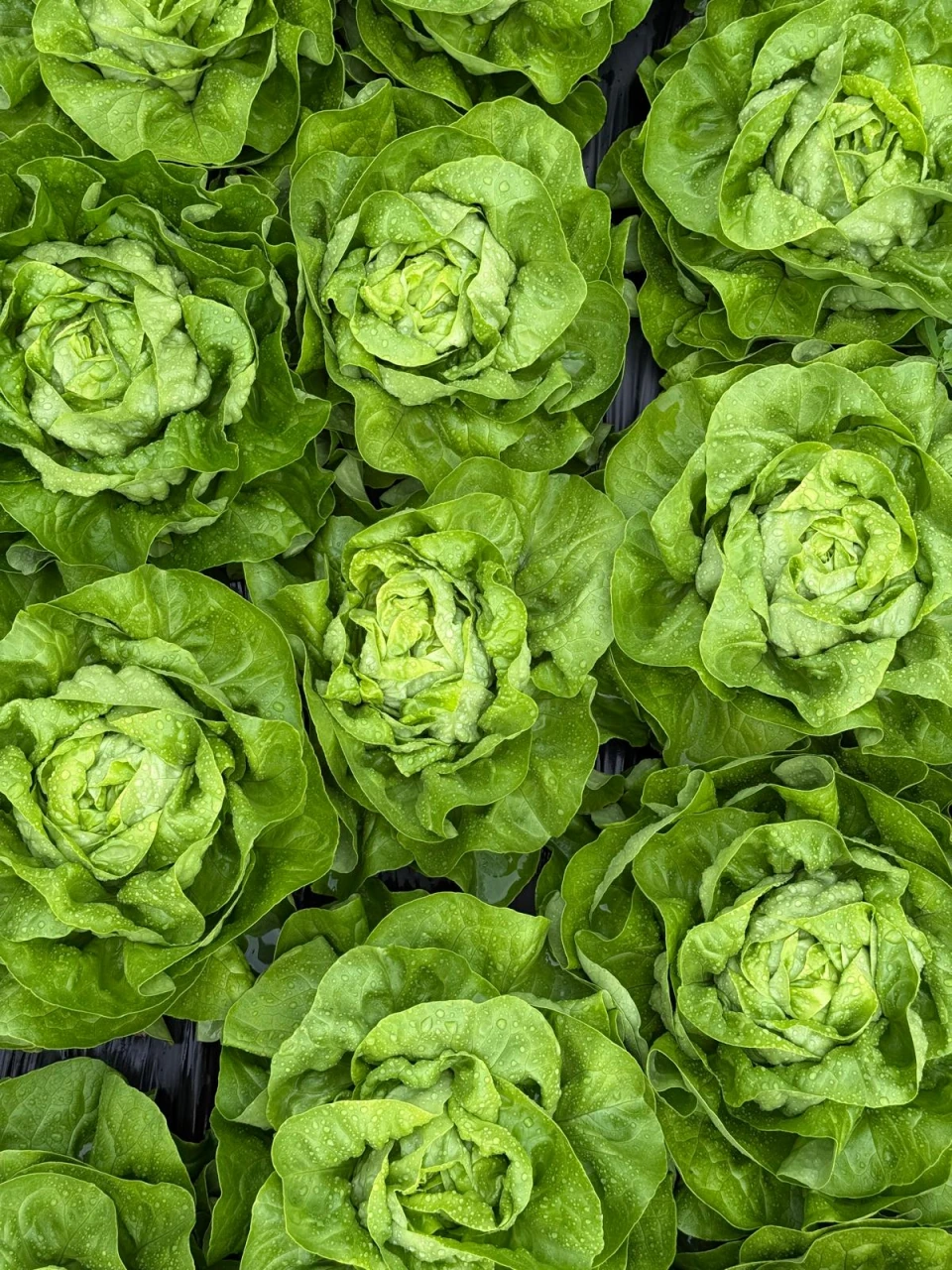 Grüne Salatköpfe mit Wassertropfen auf den Blättern