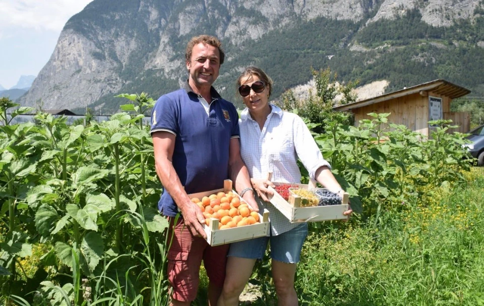 Zwei Menschen mit Marillen und Beeren in Holzkisten