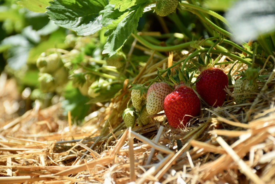 Erdbeeren an der Pflanze über einer Schicht Stroh