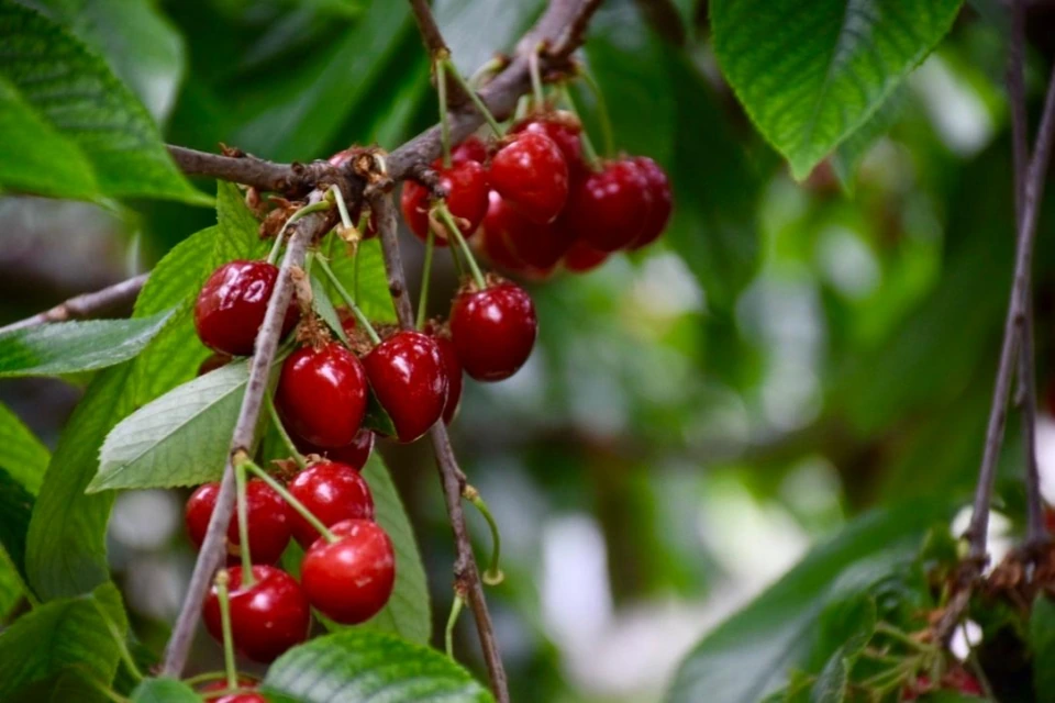 Rote Kirschen am Zweig