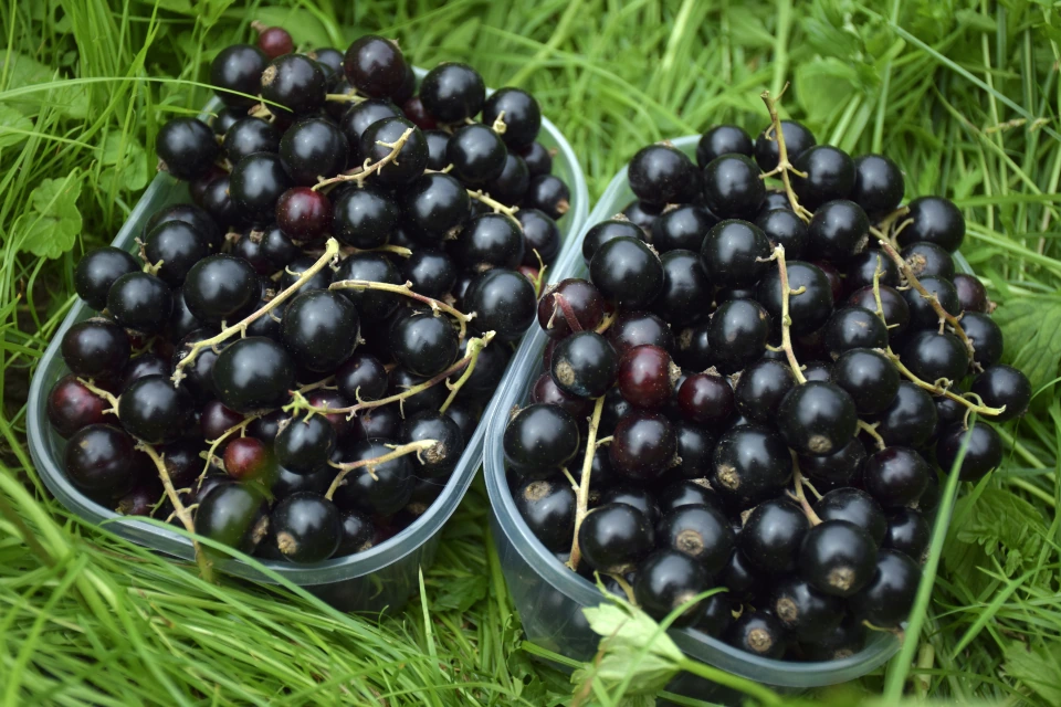 Schwarze Ribiseln mit Fruchtstielen in zwei Schalen im Gras