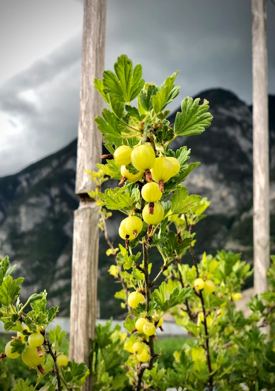 Gelbgrüne Stachelbeeren mit sichtbaren Längsadern und Blütenresten am Strauch