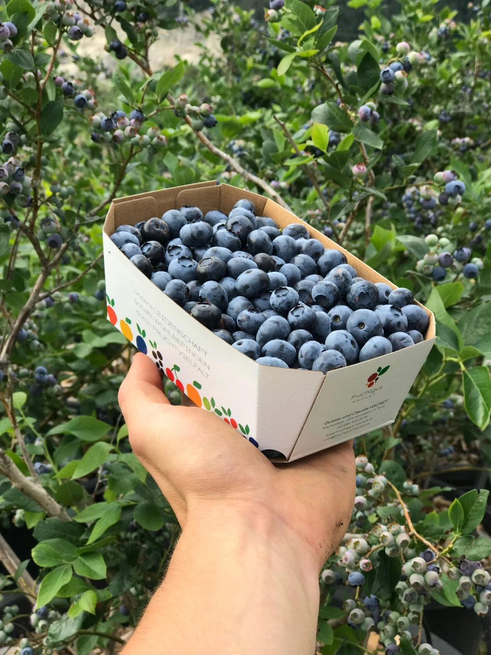 Frisch geerntete Heidelbeeren in einer Schale vor den Sträuchern