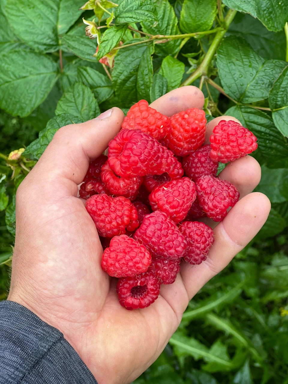 Eine Handvoll reifer Himbeeren vor grünen Himbeerblättern