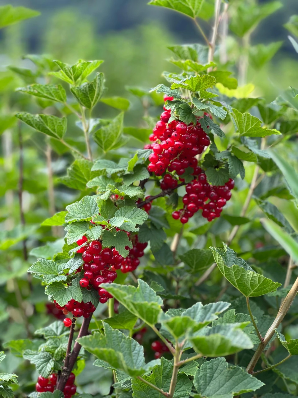 Rote Ribiseln in dichten Trauben am Strauch